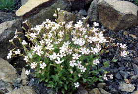 Petrocoptis hispanica